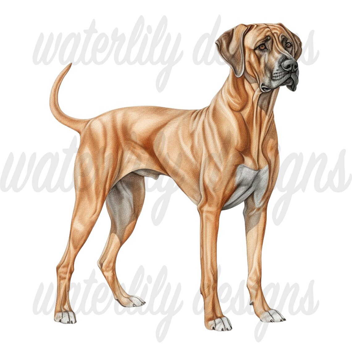 Rhodesian Ridgeback Watercolor Clipart Bundle: 11 Pngs (digital ...