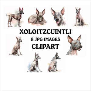 Xoloitzcuintli Clipart Bundle - 8 High Quality Vibrant JPGs, Printable Planner Crafting, Commercial Use Included, Digital Download