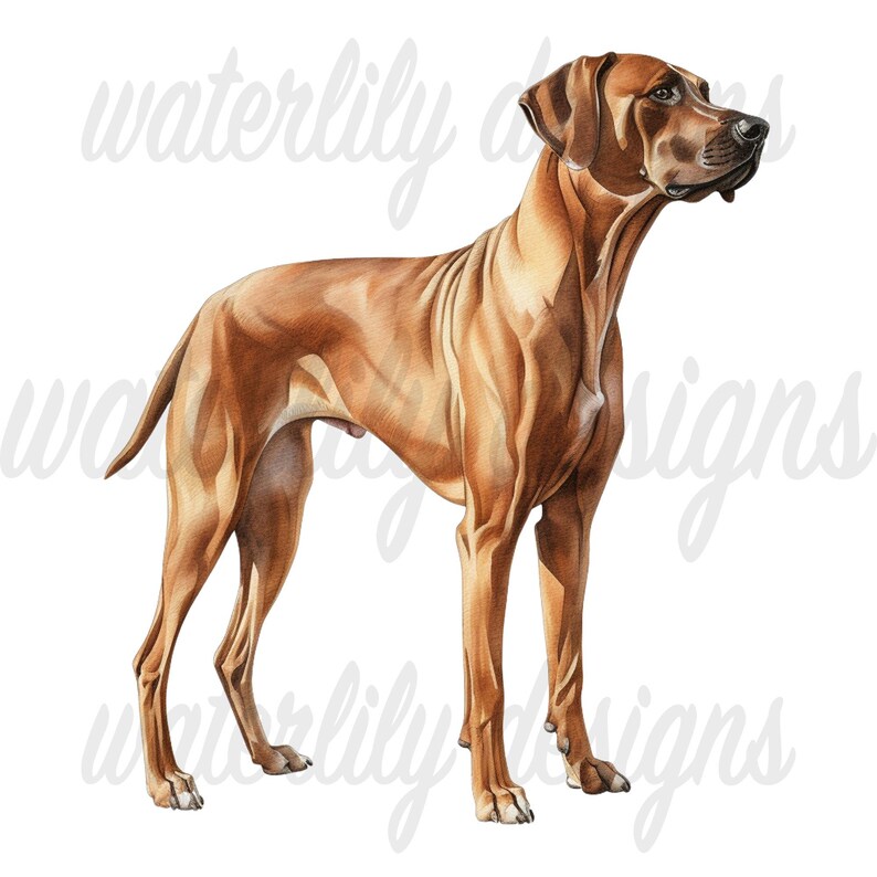 Rhodesian Ridgeback Watercolor Clipart Bundle: 11 Pngs (digital ...