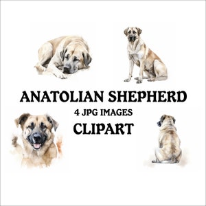 Anatolian Shepherd Clipart Bundle - 4 High Quality Vibrant JPGs, Printable Planner Crafting, Commercial Use Included, Digital Download