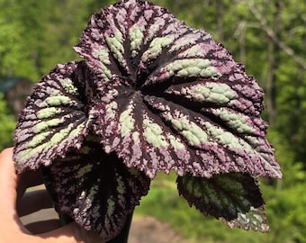 2.5" Begonia 'Fireworks'