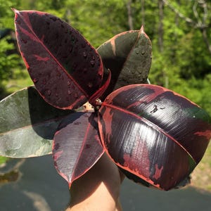 6" Ficus elastica 'Ruby'