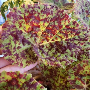 4&quot; Begonia &#39;Marmaduke&#39;