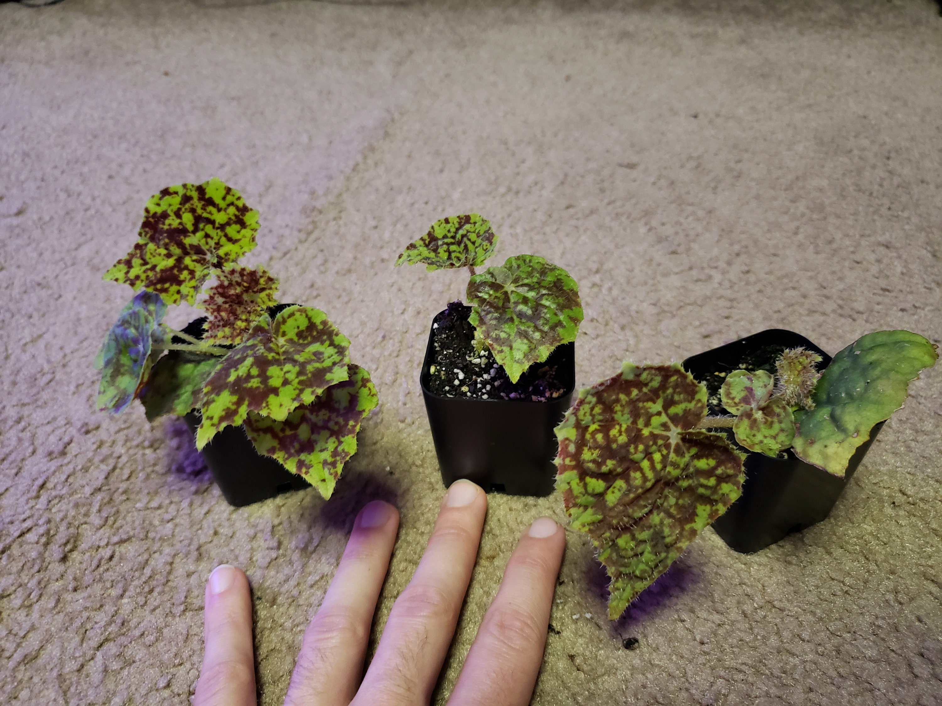 Begonia 'marmaduke' Etsy