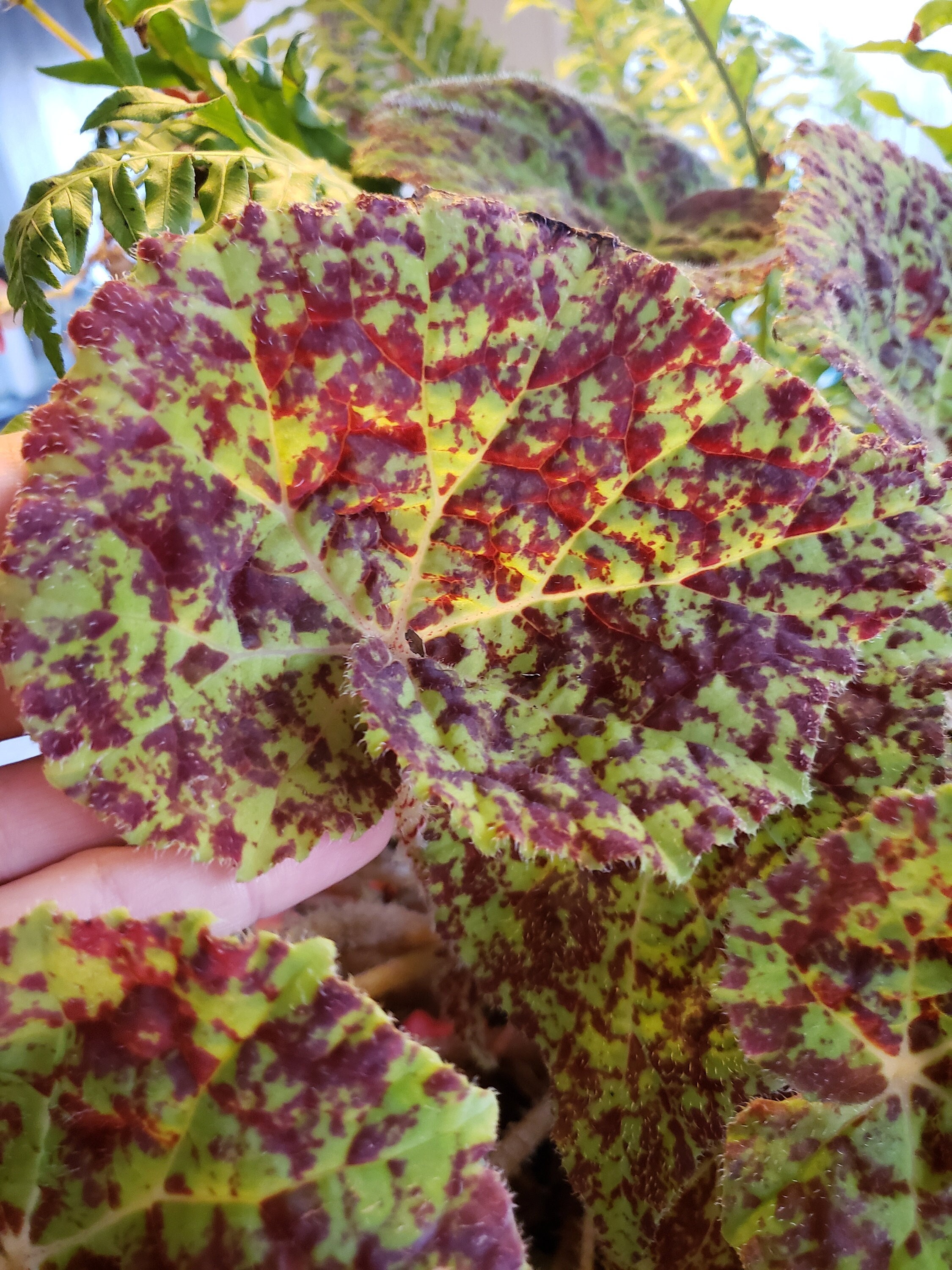 Begonia 'marmaduke' Etsy