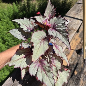4&quot; Begonia &#39;Dragonfruit&#39;