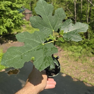 May include: A small fig tree in a black pot, held by a hand. The tree has large, green leaves with visible veins and water droplets. The background shows a blurred green landscape.