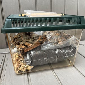 May include: A clear plastic terrarium with a dark green lid. It contains packaged substrate materials, including bark, soil, and moss. The terrarium is designed for housing small reptiles or invertebrates.