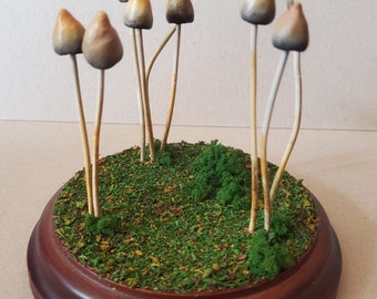 Beautifully hand-crafted museum grade Liberty Cap (Psilocybe semilanceata) mushrooms