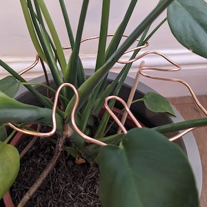 Peut inclure: Gros plan sur une plante d'intérieur avec un support en fil de cuivre. La plante est dans un pot gris avec de la terre brune. Le fil de cuivre est façonné en une série de boucles et de courbes.