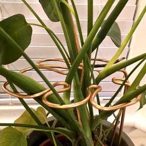 LARGE Monstera Shaped Plant Support - Variety of Colours