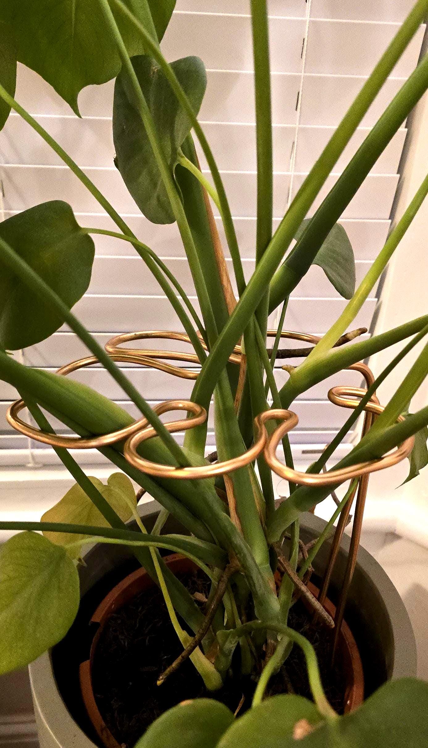 philodendron plowmanii kaufen Philodendron Plowmani Rare 4