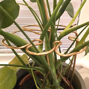 Purple Monstera Plant - Etsy