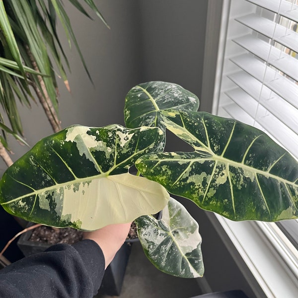 Alocasia Variegated Frydek CORM