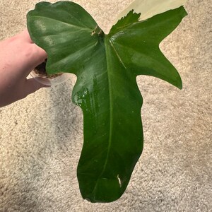 Variegated Philodendron Golden Dragon rooted cutting