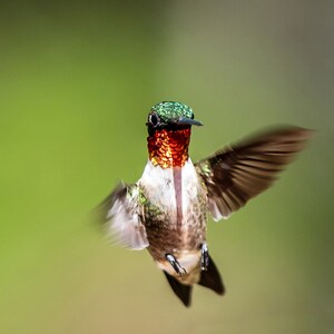May include: A ruby-throated hummingbird with a green head and a long, thin beak hovers in mid-air with its wings spread wide. The bird's throat feathers are a vibrant red, and its body is a mix of brown and white.