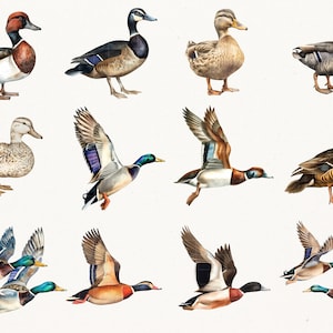 Elegant Watercolor Mallard Duck Clipart - 67 PNG - Realistic Duck Clipart - Digital Hunting Duck Illustrations for Commercial & Personal Use image 5