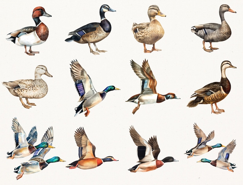 Elegant Watercolor Mallard Duck Clipart - 67 PNG - Realistic Duck Clipart - Digital Hunting Duck Illustrations for Commercial & Personal Use image 5