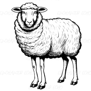 Cute Sheep SVG + PNG Set - Farm Animal Svg Realistic Sheep Png Sheep Clipart Barn Life Svg Sheep Png Country Svg Sheep Printable Lamb Svg
