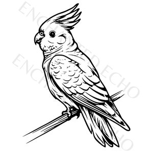 Valkparkiet Svg, vogel op een tak Png, vogels silhouet van vogels Clipart, vogel in boom afbeelding voor commercieel gebruik