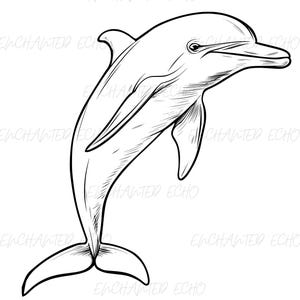 Ensemble de dauphins SVG + PNG - dauphin sautant contour dauphin Clipart phoque vie Svg dauphin mignon Png Dauphin Silhouette Svg animal marin