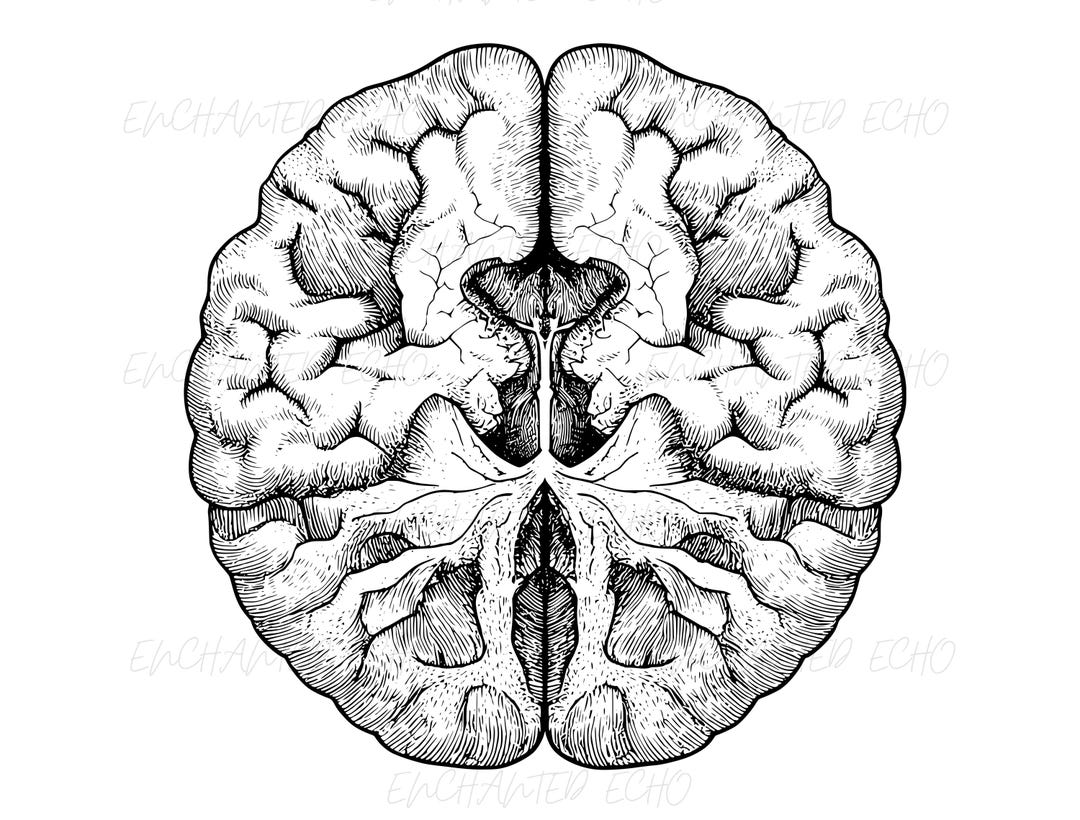 Brain Top View Svg I Brain Png I Human Brain Anatomy Clipart, Cut File ...