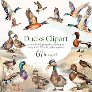 Elegante Aquarell Stockente Ente Clipart - 67 PNG - Realistische Ente Clipart - Digitale Jagd Ente Illustrationen für kommerziellen und persönlichen Gebrauch