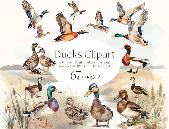Elegant Watercolor Mallard Duck Clipart - 67 PNG - Realistic Duck Clipart - Digital Hunting Duck Illustrations for Commercial & Personal Use