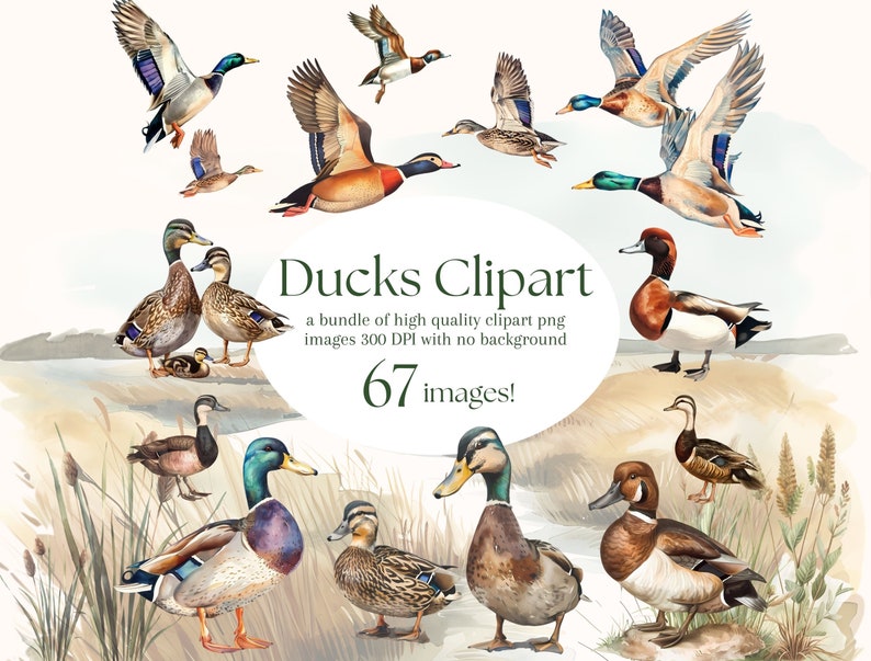 Elegant Watercolor Mallard Duck Clipart - 67 PNG - Realistic Duck Clipart - Digital Hunting Duck Illustrations for Commercial & Personal Use image 1