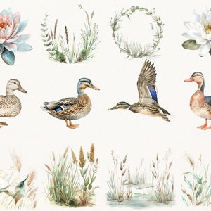 Elegant Watercolor Mallard Duck Clipart - 67 PNG - Realistic Duck Clipart - Digital Hunting Duck Illustrations for Commercial & Personal Use image 7