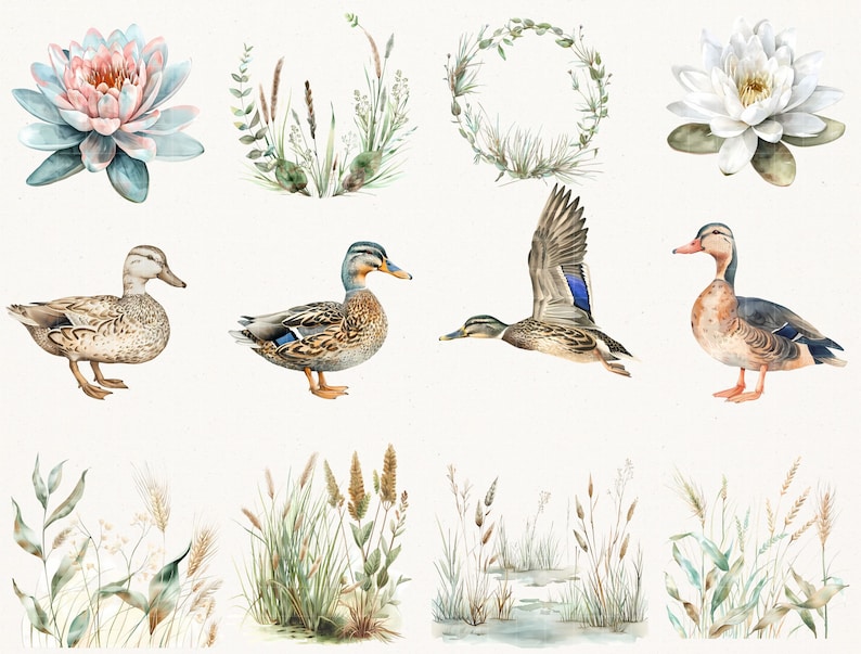 Elegant Watercolor Mallard Duck Clipart - 67 PNG - Realistic Duck Clipart - Digital Hunting Duck Illustrations for Commercial & Personal Use image 7