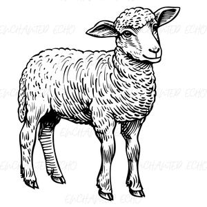Cute Lamb SVG + PNG Set - Cute Lamb Clipart Realistic Lamb Illustration Baby Lamb Svg Easter Christmas Lamb Sublimation Farm Animal Svg Png
