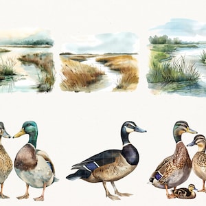 Elegant Watercolor Mallard Duck Clipart - 67 PNG - Realistic Duck Clipart - Digital Hunting Duck Illustrations for Commercial & Personal Use image 8