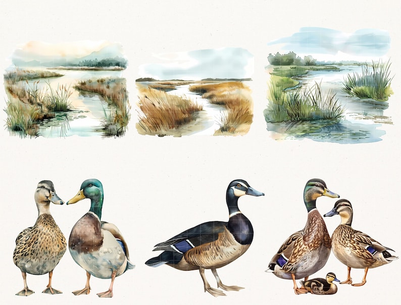 Elegant Watercolor Mallard Duck Clipart - 67 PNG - Realistic Duck Clipart - Digital Hunting Duck Illustrations for Commercial & Personal Use image 8