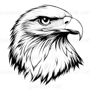 Op de afbeelding: Een zwart-witte lijntekening van een adelaarskop met een scherpe snavel en gedetailleerde veren.