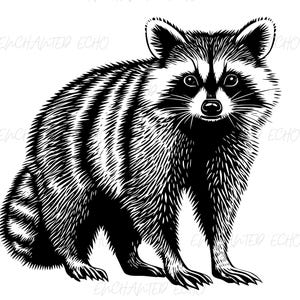 Realistic Raccoon SVG + PNG - Cute Raccoon Clipart Raccoon Art Woodland Animal Digital Design Raccoon Silhouette Svg Printable Raccoon Png