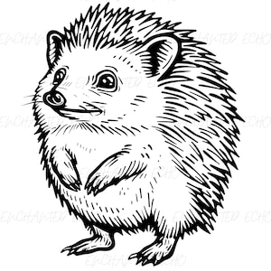 Cute Hedgehog SVG + PNG Set - Hedgehog Vector Animal Illustration - Cute Hedgehog Cut File - Hedgehog Png for Personal and Commercial Use