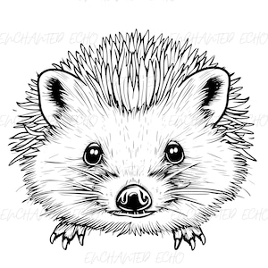 Hedgehog Face SVG + PNG Set - Hedgehog Vector Animal Illustration - Cute Hedgehog Cut File - Hedgehog Png for Personal and Commercial Use