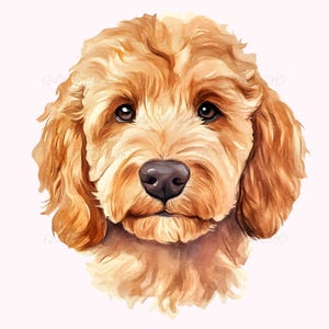 Aquarelle Goldendoodle PNG Cute Doodle Mama Png