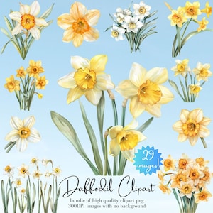 Vibrant Daffodil Clipart Bundle - Set of 29 PNG Yellow Flower Images - Watercolor Daffodil Blooms for Crafting and Design Projects