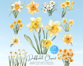 Vibrant Daffodil Clipart Bundle - Spring Floral Wildflowers PNG Set, Yellow Watercolor Flower Sublimation (DigitalDownload)