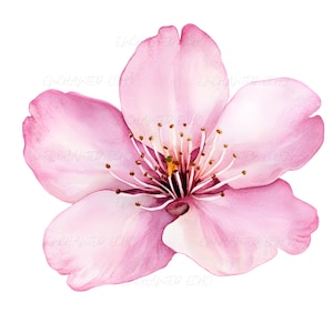 桜の花のPNG画像、咲き誇るピンクの桜の花の昇華、誕生花の桜の花のPNG画像、水彩画の花の画像