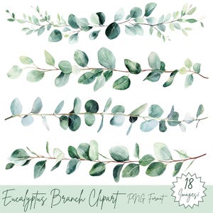 Pacchetto Clipart Rami di Eucalipto - 18 PNG di Rami di Eucalipto ad Acquerello - Bellissime Grafiche di Eucalipto - Sublimazione di Bordi di Eucalipto
