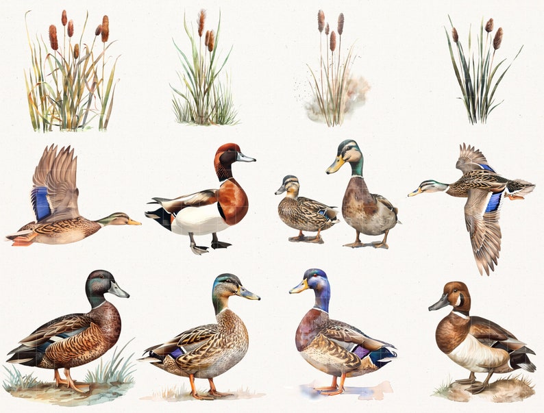 Elegant Watercolor Mallard Duck Clipart - 67 PNG - Realistic Duck Clipart - Digital Hunting Duck Illustrations for Commercial & Personal Use image 3