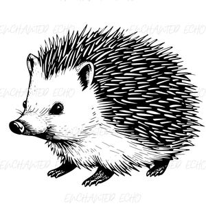 Hedgehog SVG + PNG Set - Hedgehog Vector Animal Illustration - Cute Hedgehog Cut File - Hedgehog Png Outline for Personal and Commercial Use