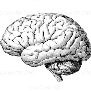 May include: A detailed black and white illustration of a human brain, depicting the cerebrum, cerebellum, and brainstem. The side view highlights the complex folds and textures of the brain's surface. The artwork is set against a plain white background.