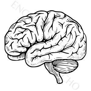 Puede incluir: Un dibujo en blanco y negro de un cerebro humano. El cerebro se representa de perfil, con el hemisferio izquierdo visible. El dibujo es detallado y muestra los pliegues y circunvoluciones del cerebro.