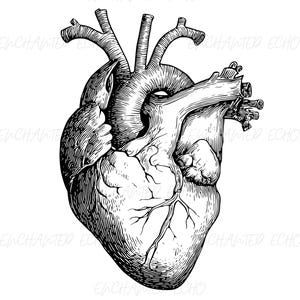 May include: Detailed black and white anatomical illustration of a human heart. The image showcases the heart's chambers, vessels, and intricate details, rendered in a classic, vintage style. The heart is the central focus, set against a clean white background.
