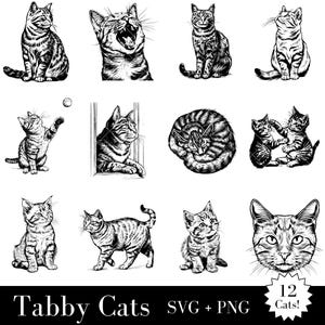 Tabby Katzen SVG und PNG 12 Katzen enthalten