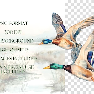 Elegant Watercolor Mallard Duck Clipart - 67 PNG - Realistic Duck Clipart - Digital Hunting Duck Illustrations for Commercial & Personal Use image 2
